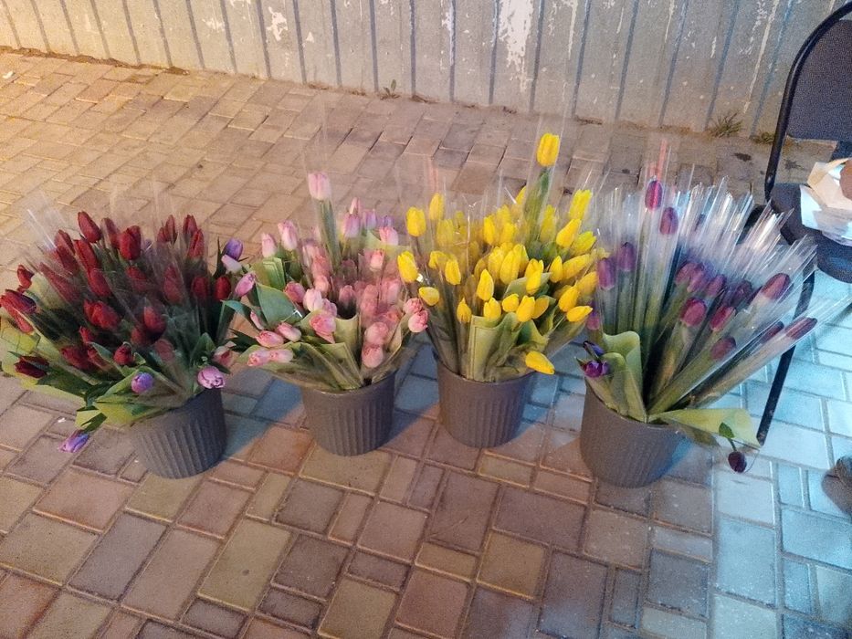 Тюльпаны самые лучшие в Актау