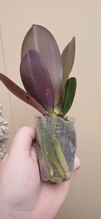 Орхидея       Орхидея