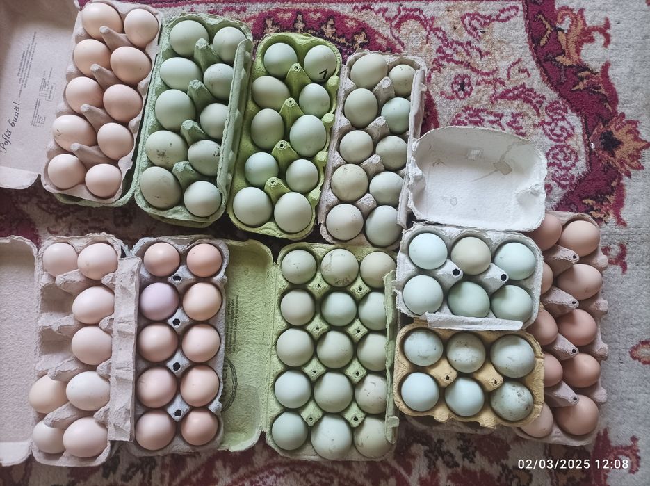 Ouă pentru incubat și consum