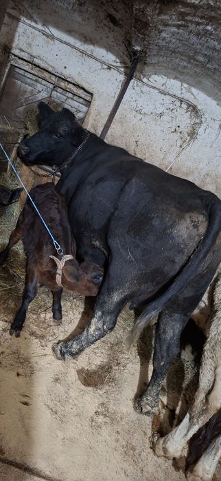 Vand Vaca Angus