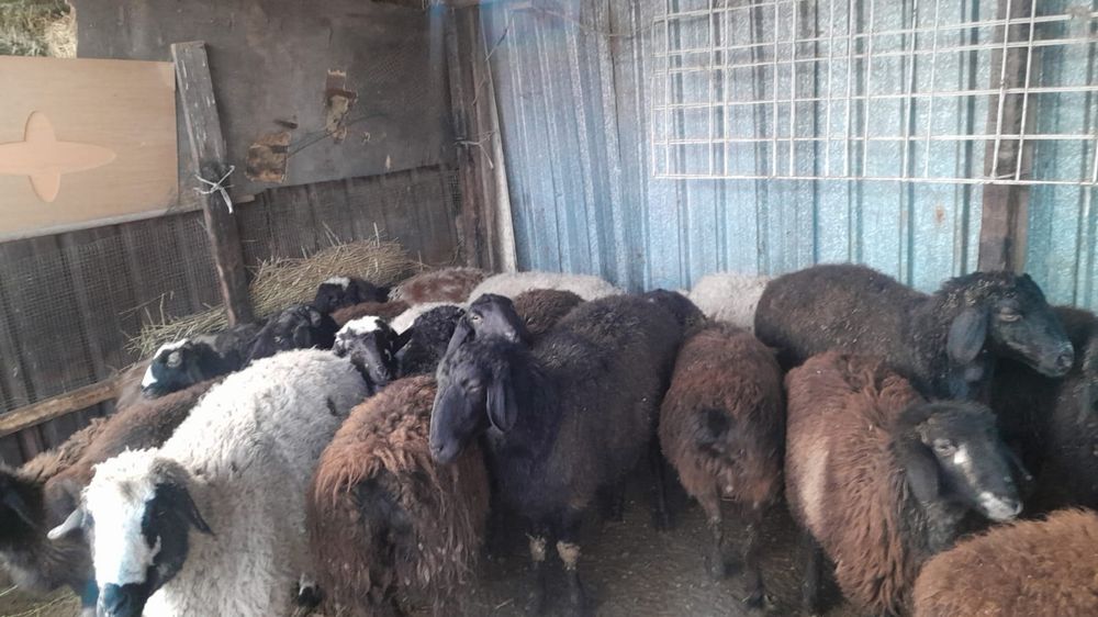 Продам хороших баранов