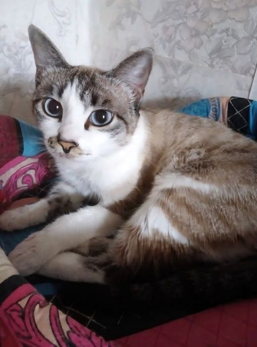 Кошка подросток!