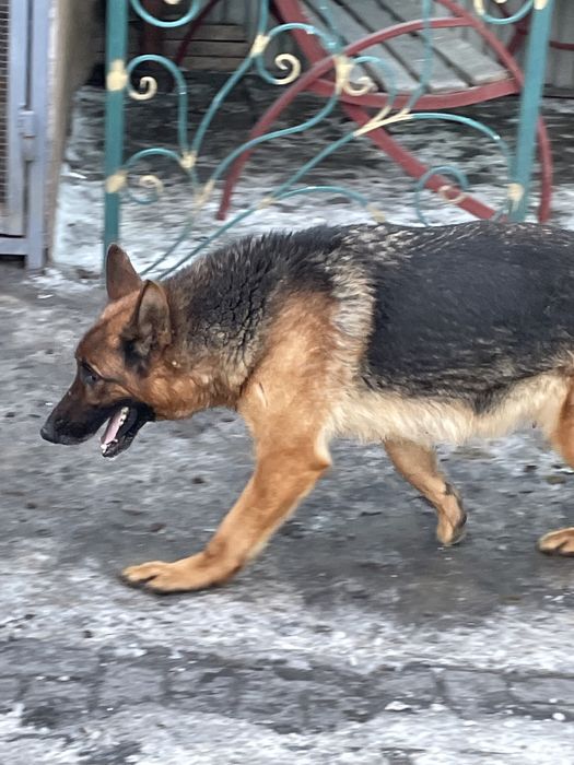 Щенки немецкой овчарки