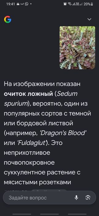Почвопокровные сукуленты