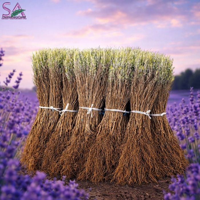 Butași de lavandă 3 ani cantități mari