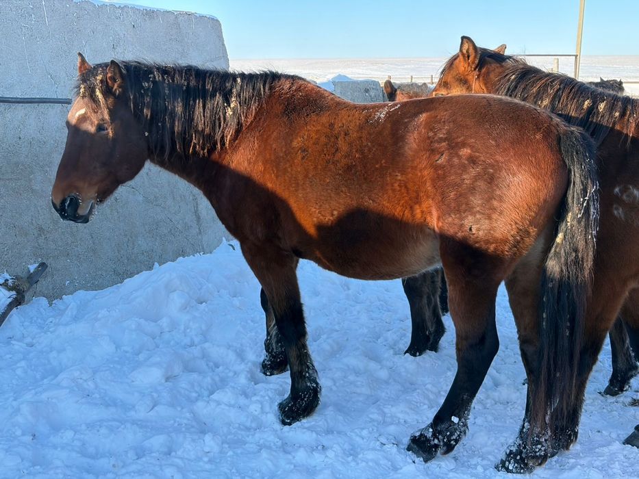 Айғыр / Жеребец продаю