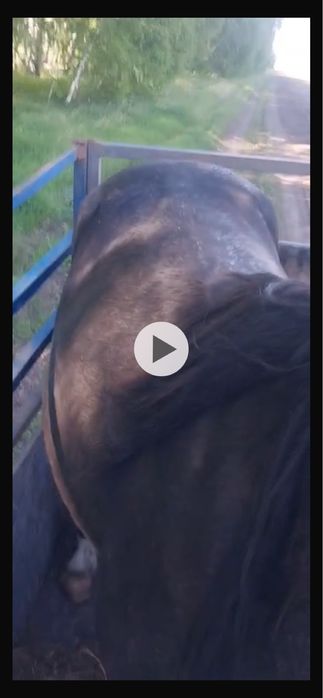 Продам кобылу 5 летку