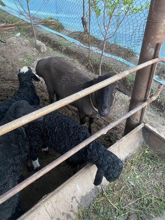 qoy ona bola sotiladi