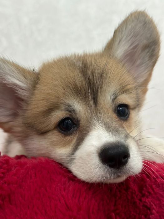 Красивые малыши вельш корги