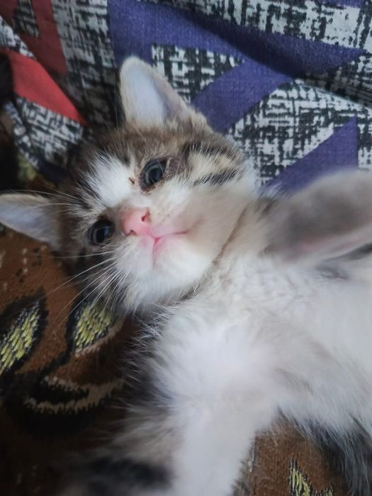 Отдам котят в добрые руки!