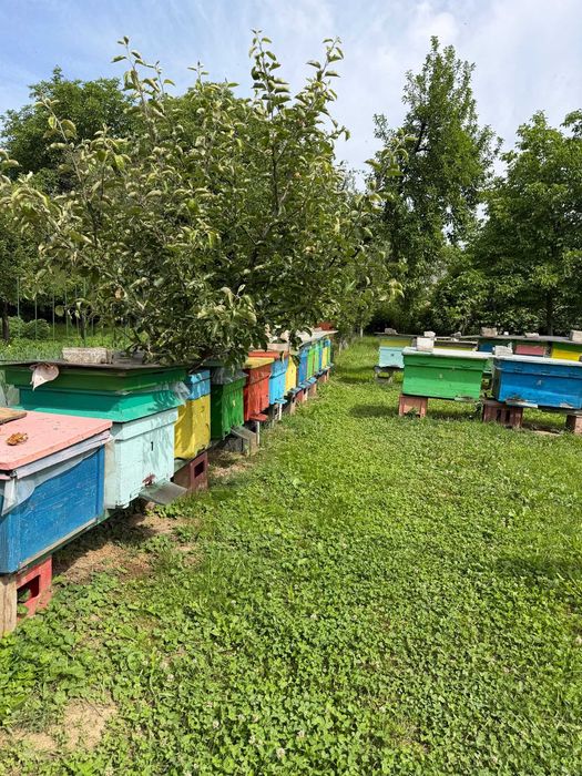 VÂND STUPINĂ COMPLETĂ – 16 familii de albine puternice si foarte bine populate
