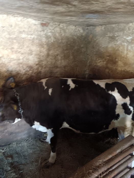 Vițica pentru prăsilă