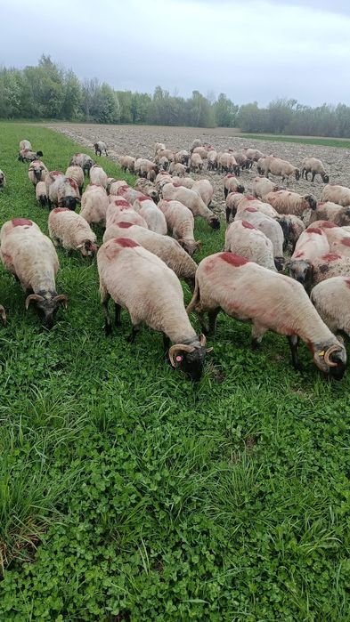 Vând oi bucălai tinere