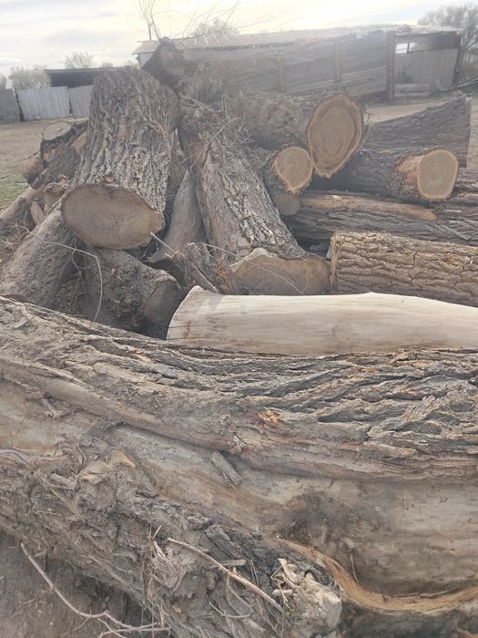 Продам Карагач брёвна
