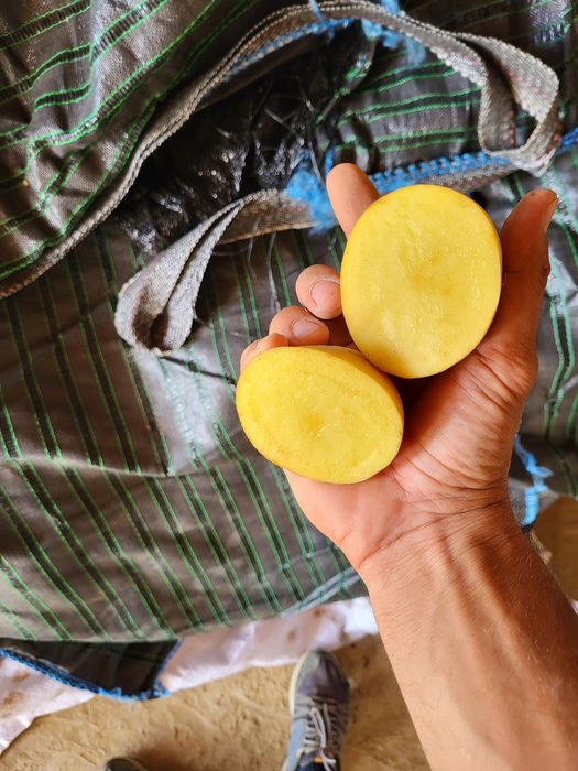 Cartofi sămânță Marabel, înmulțirea a 2a