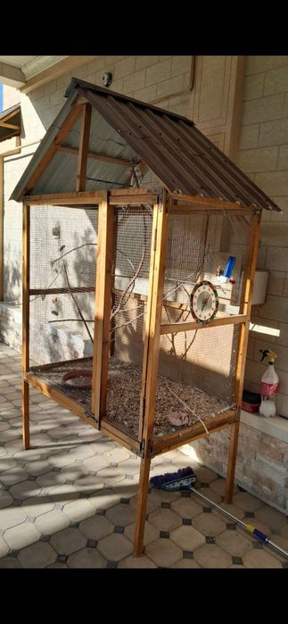 Попугай Корелла 3