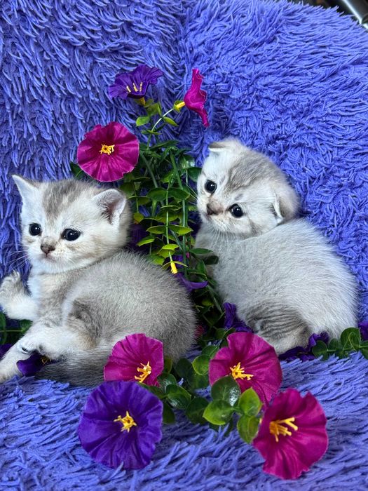 шиншиллы шикарные малыши