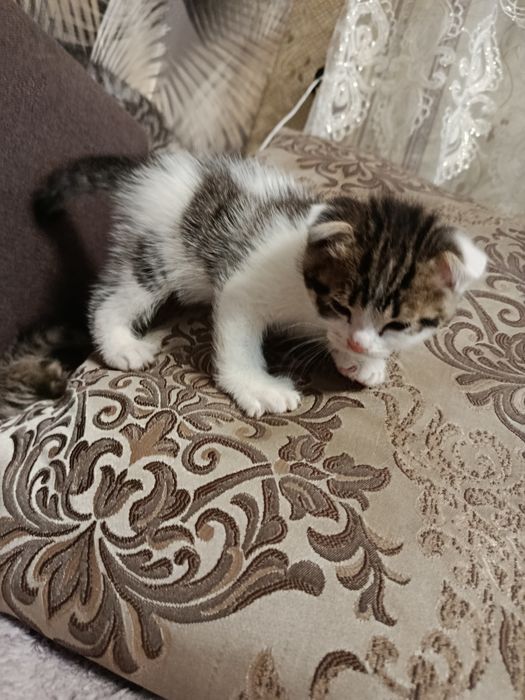 Отдам котят даром