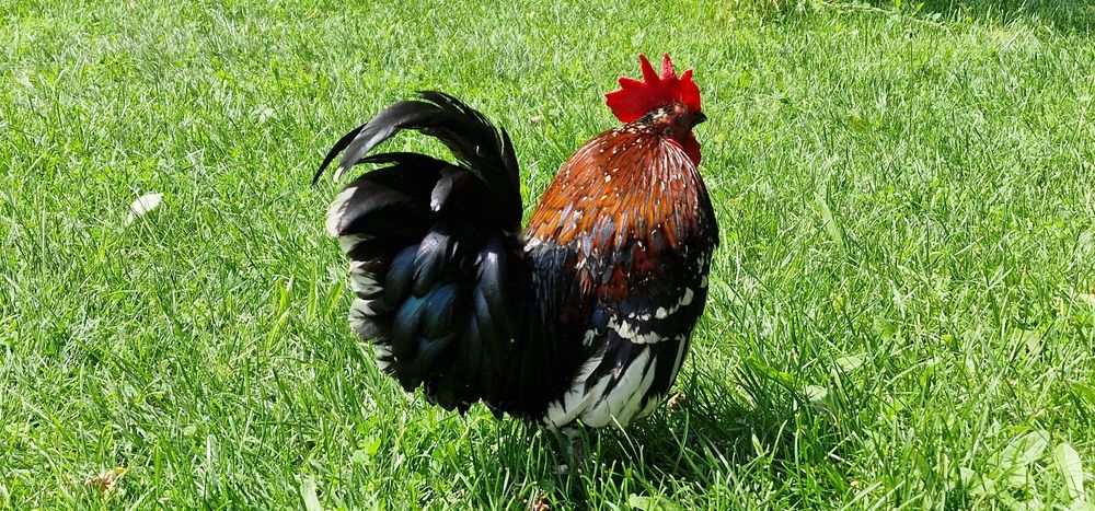 Găini si cocoși americani