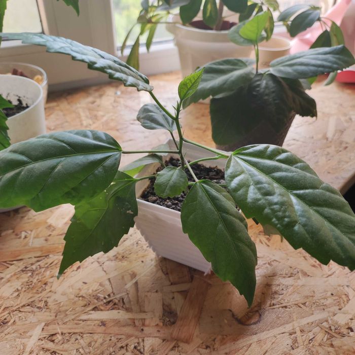 Гибискус красный и желтый