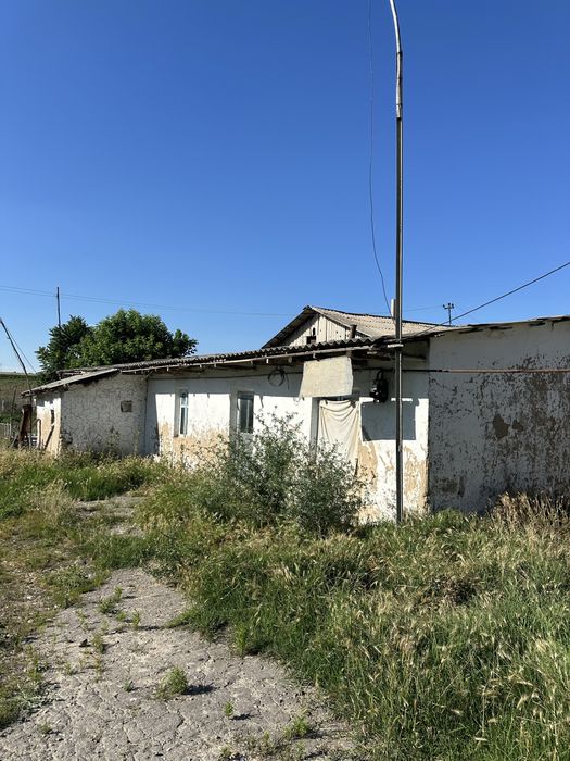 Ferma sotladi maniz Tolabi oq tomda