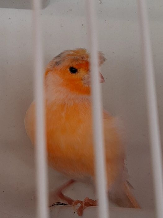 Canari timbrado español
