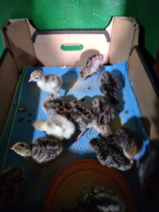 Vând curcă împreună cu pui săi