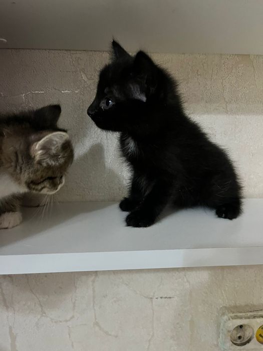 Дарим радость в дом!