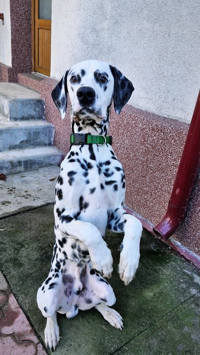 Psihologie canină și dresaj