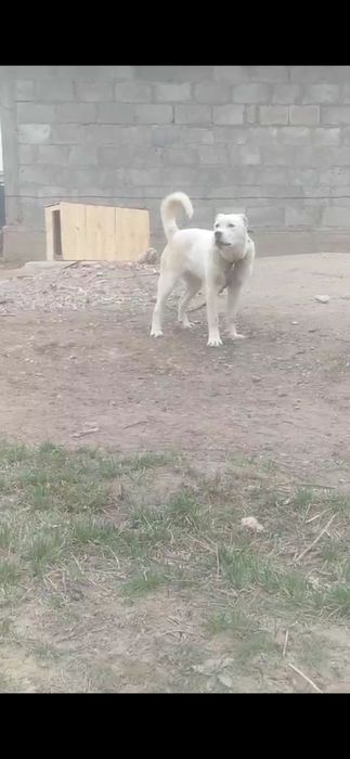 Алабай тобет САО