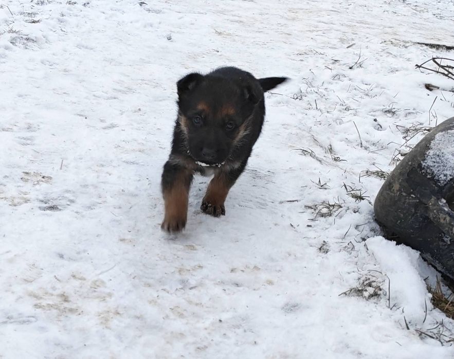 Vând pui Ciobanesc German