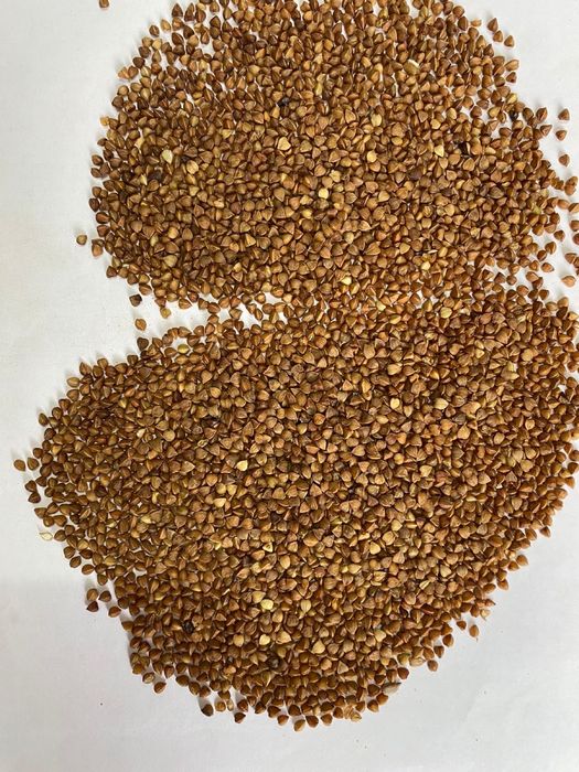 Продам гречневую крупу оптом.