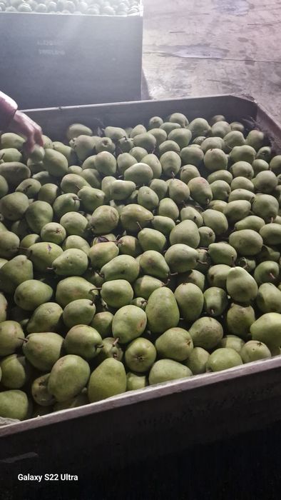 Pere lukas olanda mere