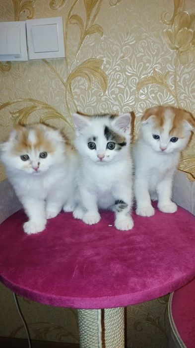 Сотаман мушукчалани