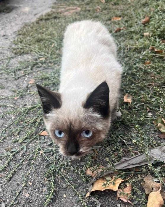 Отдам котенка в добрые руки