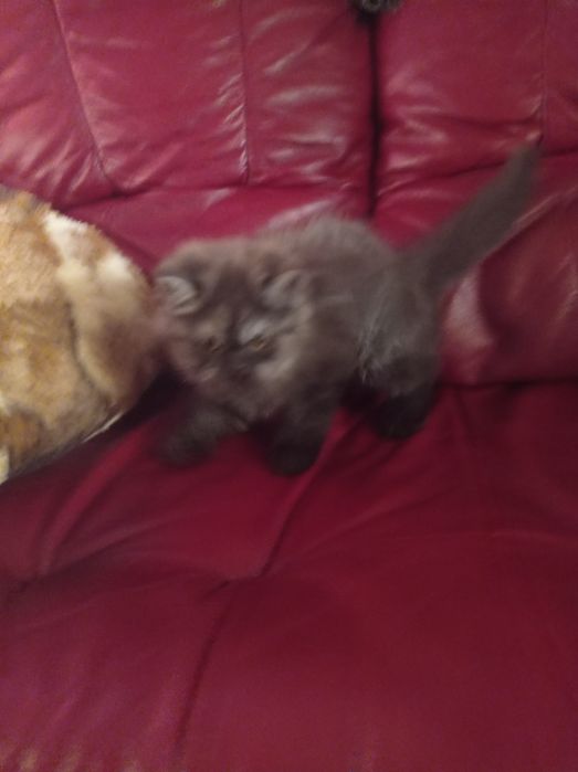 Мъжко персийско коте продавам