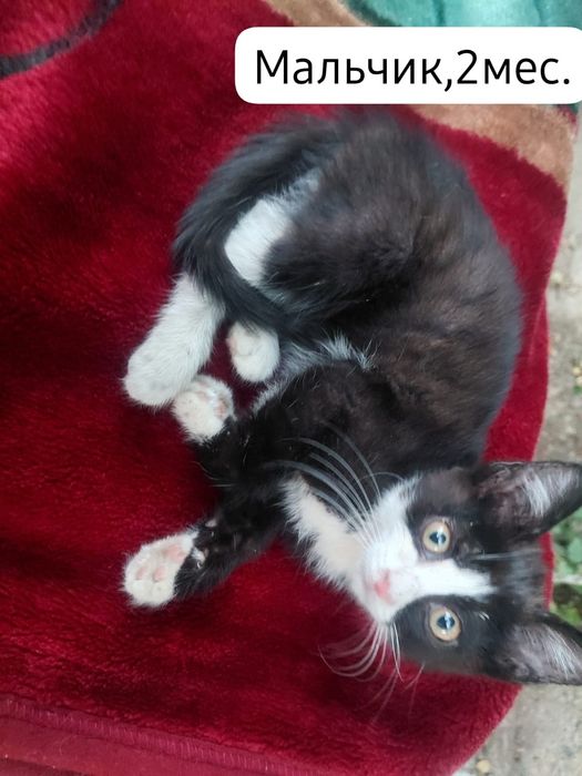 Котята бесплатно⁹