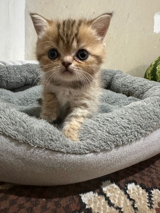 Котята Британцы