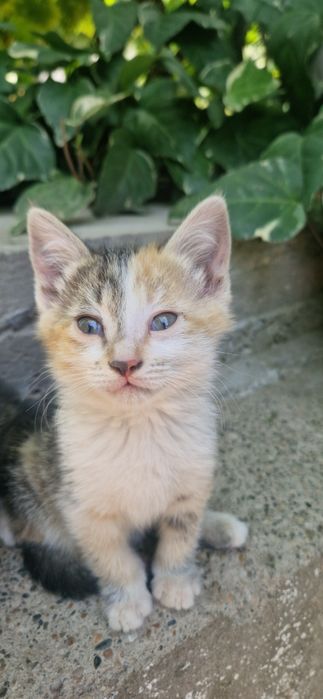 Котята бесплатно