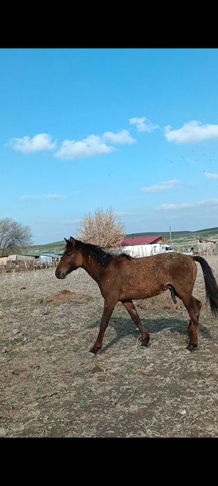 1 ұрғашы байтал 1еркек тай сатылады.Талисман айғырдың ұрпақтары.