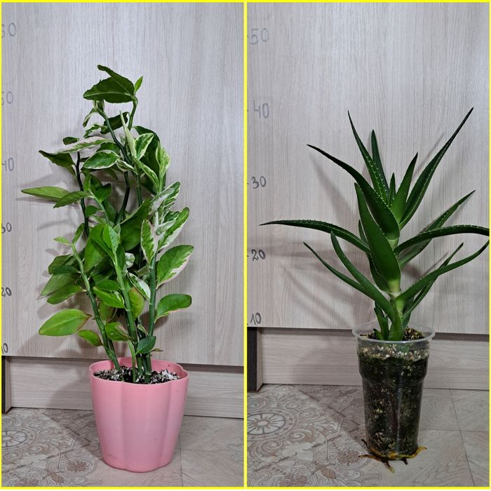 Цветы комнатные продам