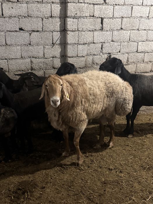 Qo’chqor,qo’y 17 Mln som