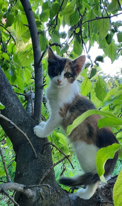 Отдам в добрые руки котёнка.