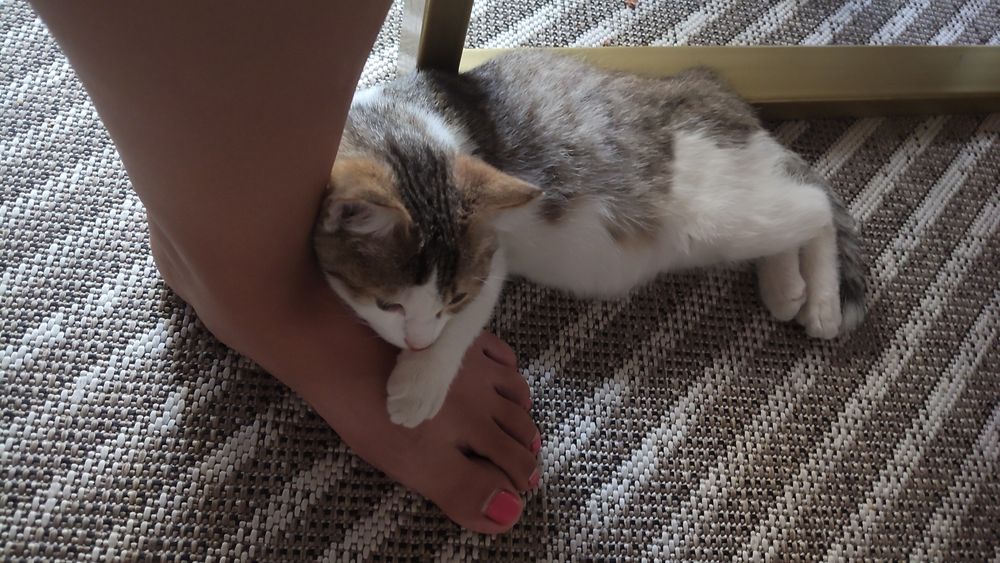 Отдам котенка в добрые руки