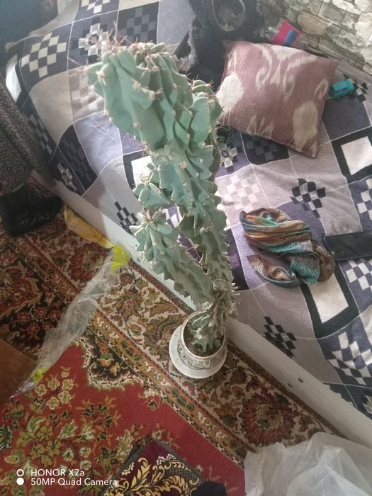 40 летние кактусы продаю