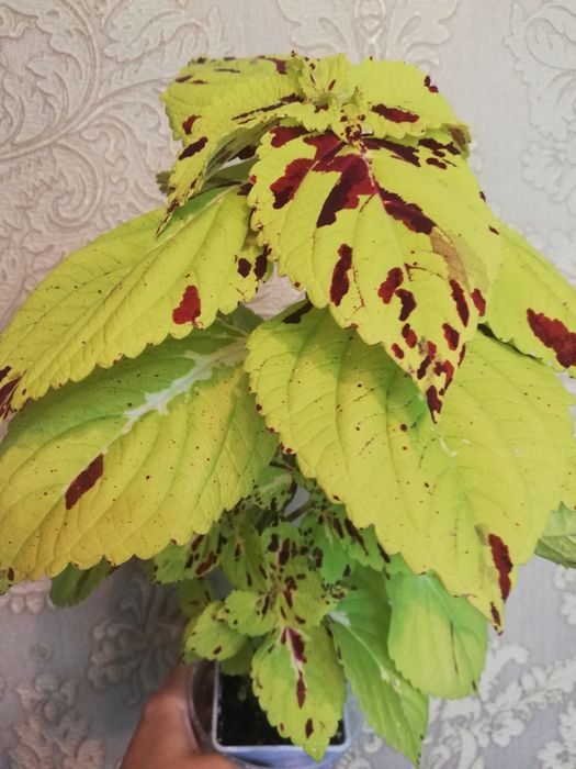 Комнатные растения