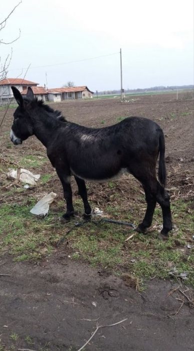 Продавам мъжко магаре