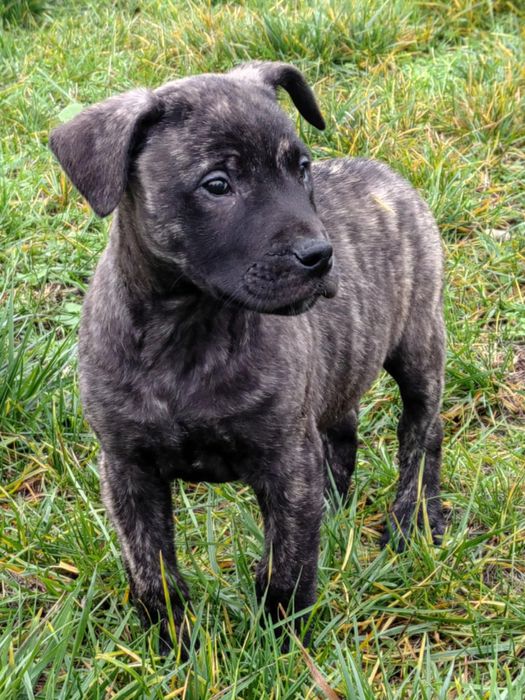 Кучета -преса канарио