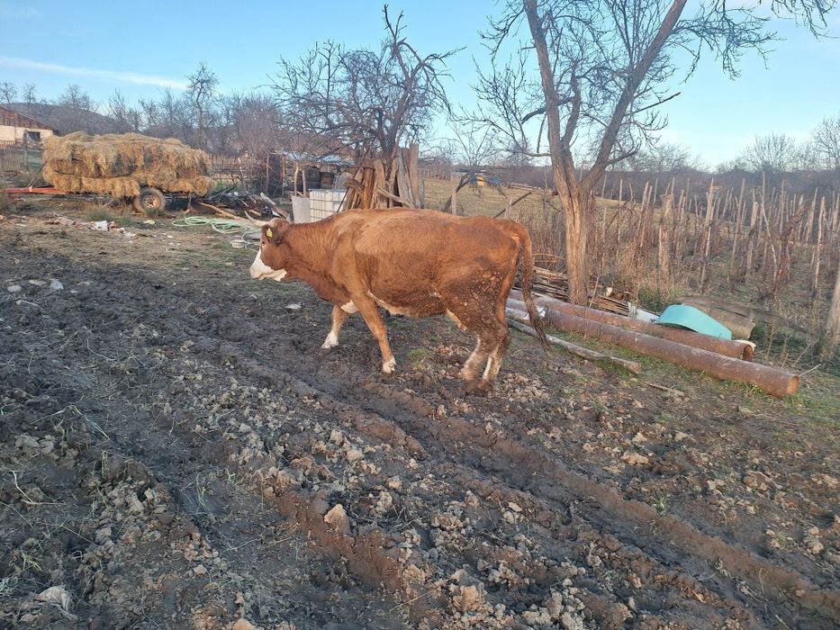 Vaci baltate recent fatate