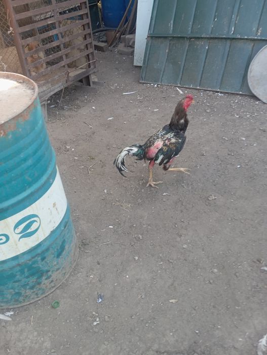 Продам петуха дакана